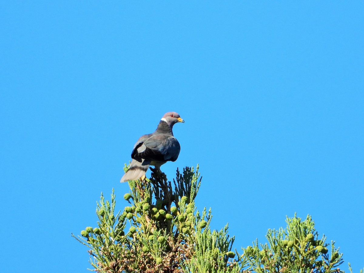 Band-tailed Pigeon - ML638306131