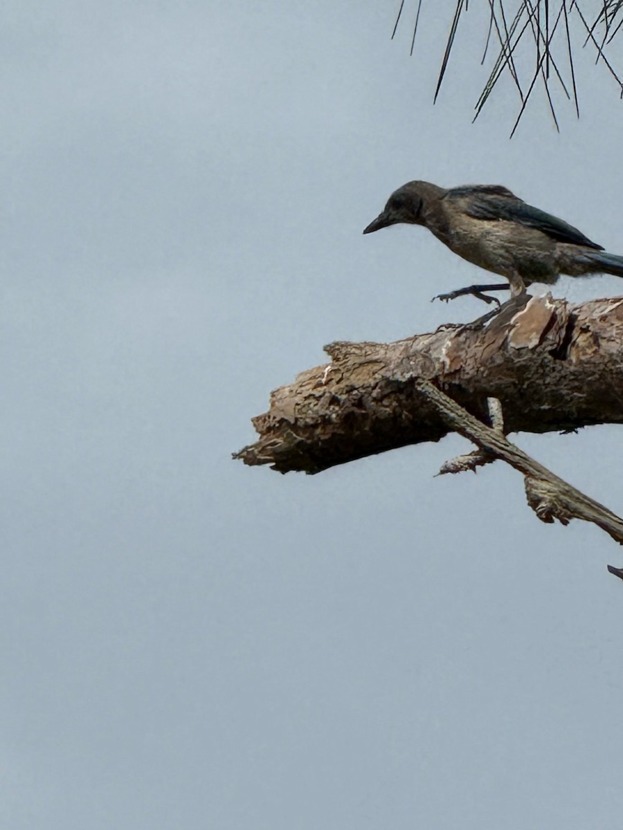 Florida Scrub-Jay - ML638306133