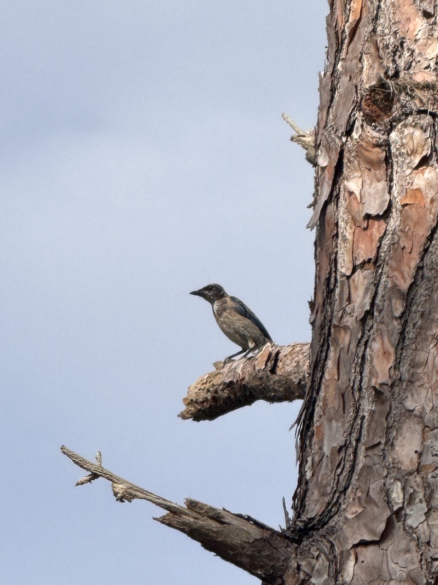 Florida Scrub-Jay - ML638306134