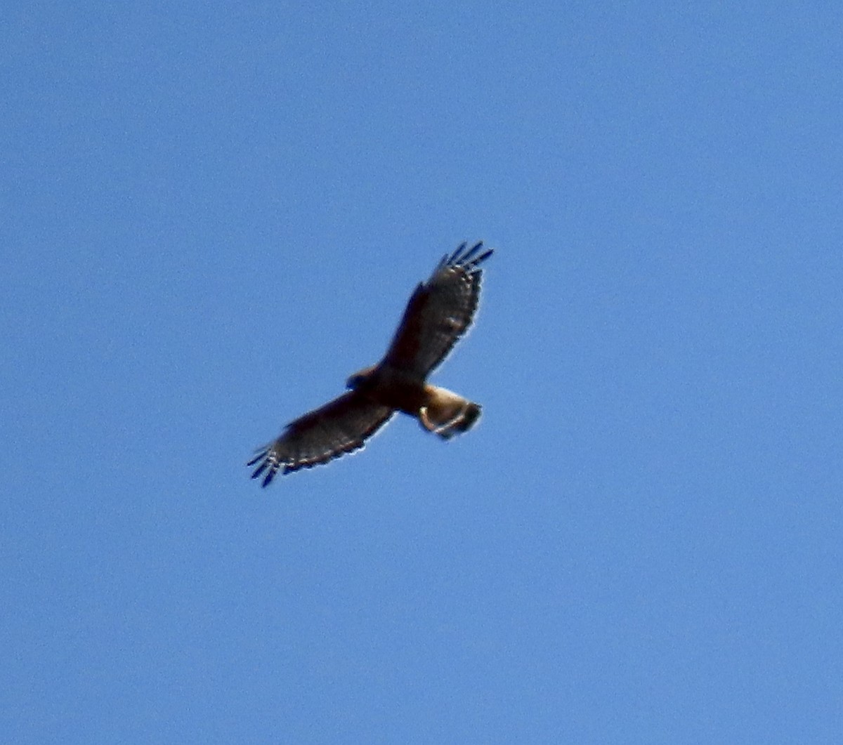 Red-shouldered Hawk - ML638306135