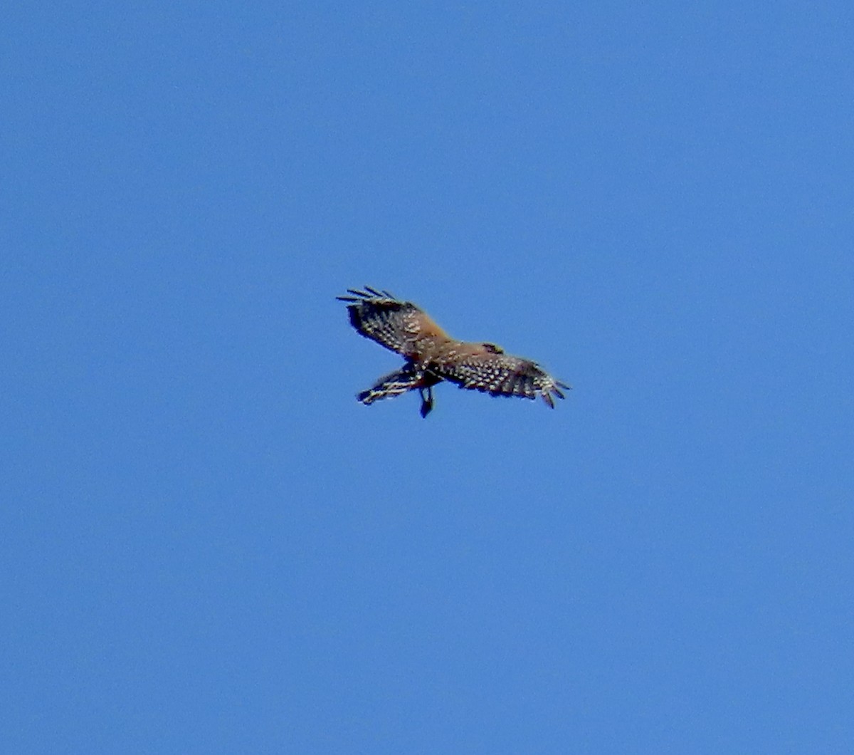 Red-shouldered Hawk - ML638306136