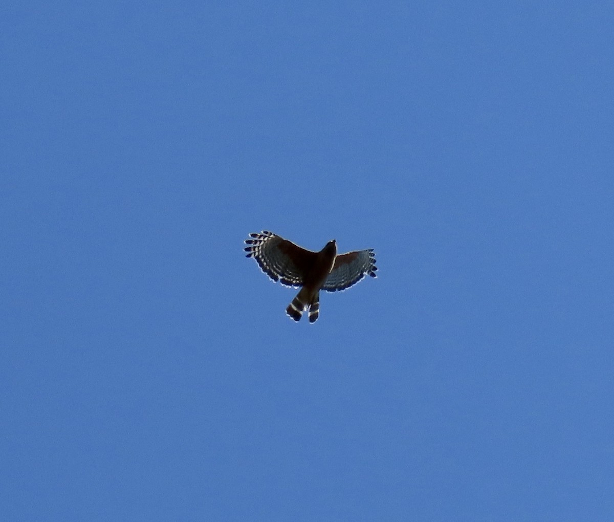 Red-shouldered Hawk - ML638306137