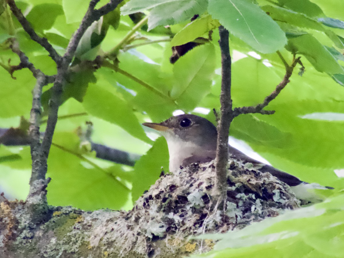 Eastern Wood-Pewee - ML638306140