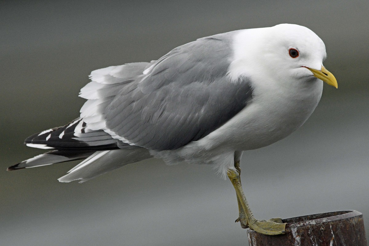 Short-billed Gull - ML638306141