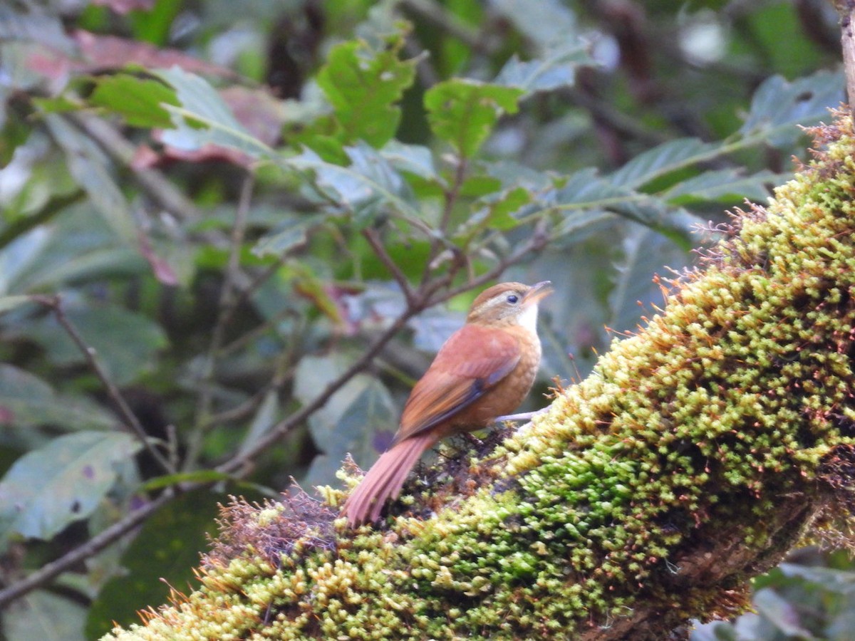 Ruddy Treerunner - ML638306143