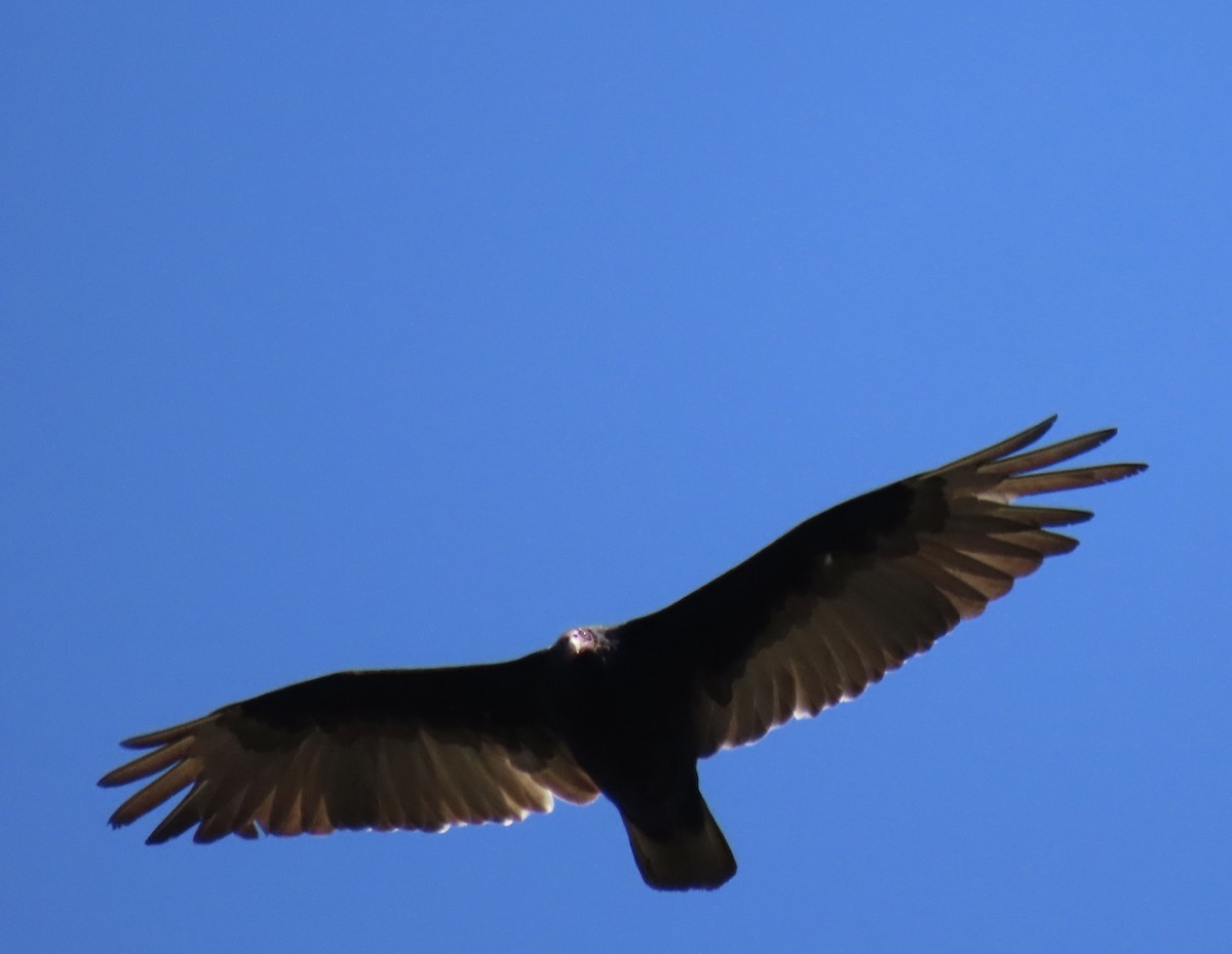 Turkey Vulture - ML638306145