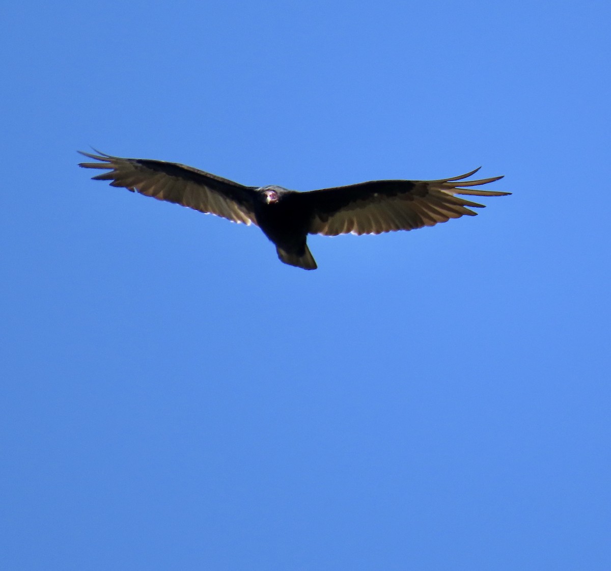 Turkey Vulture - ML638306146