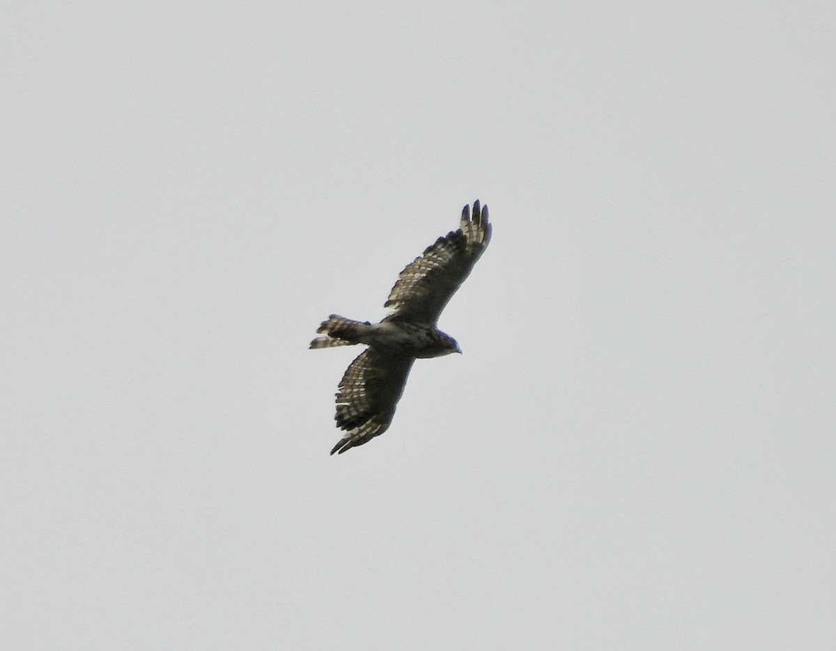 Red-shouldered Hawk - ML638306147