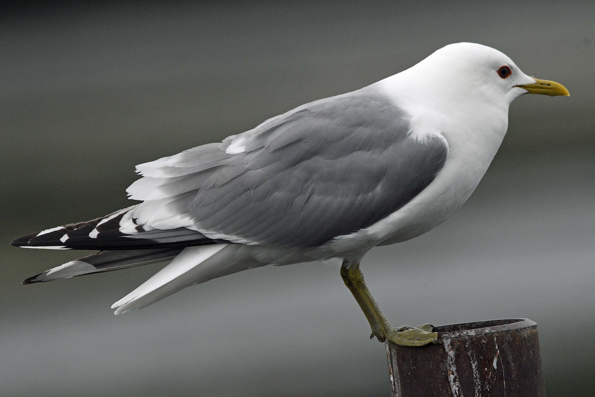 Short-billed Gull - ML638306148