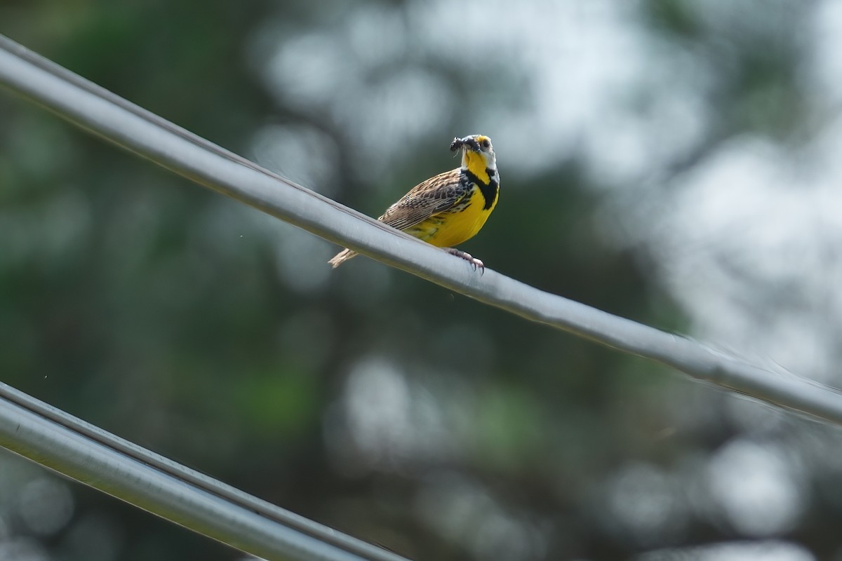 Eastern Meadowlark - ML638306151