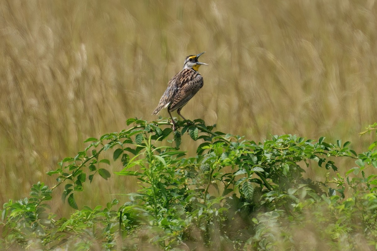 Eastern Meadowlark - ML638306152