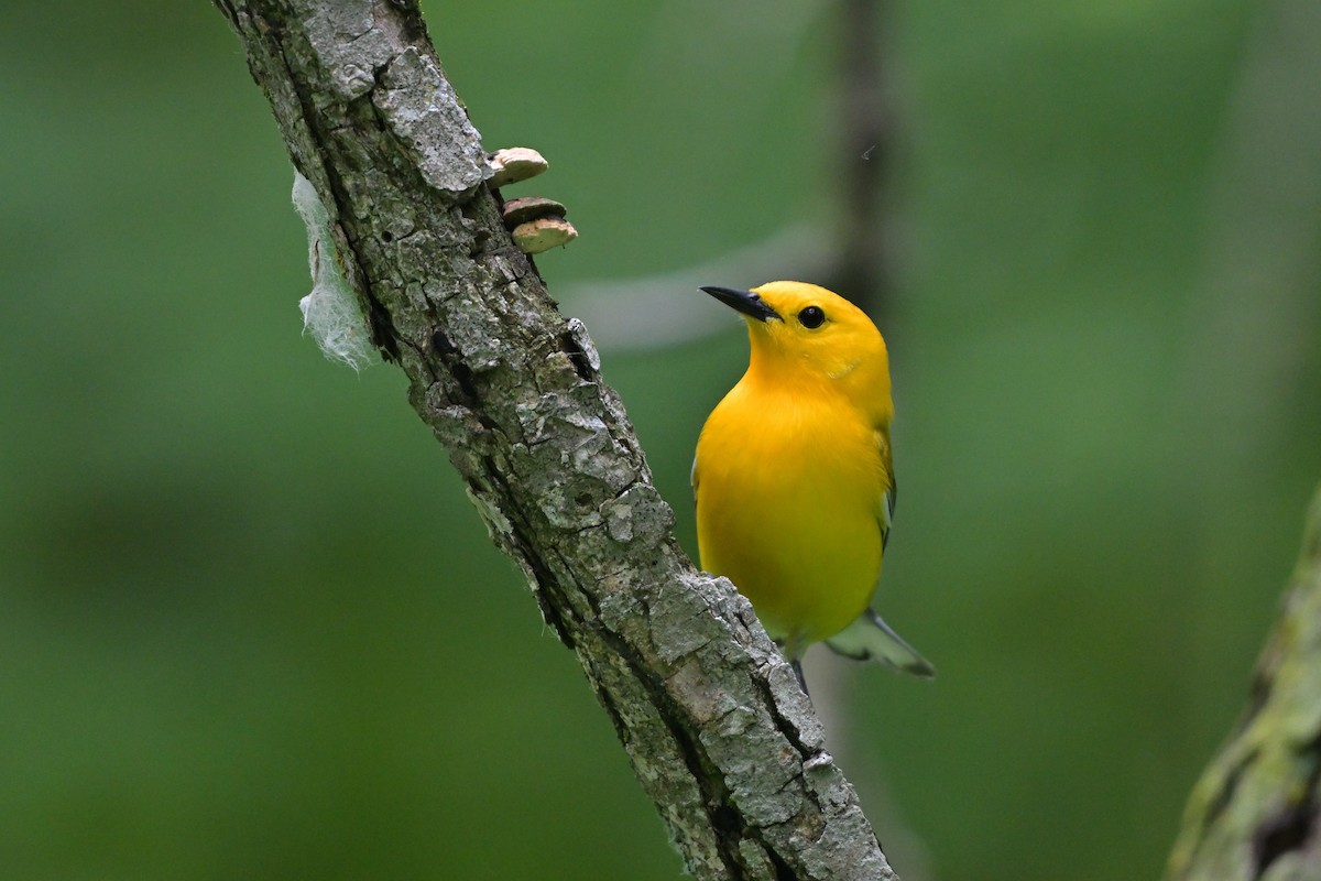 Prothonotary Warbler - ML638306153
