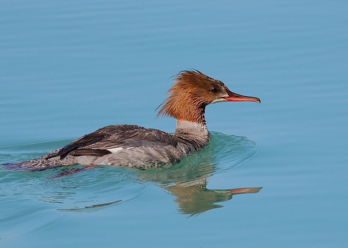 Common Merganser - ML638306154
