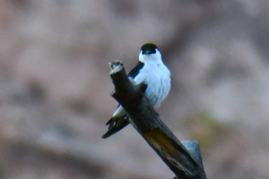 Violet-green Swallow - ML638306156