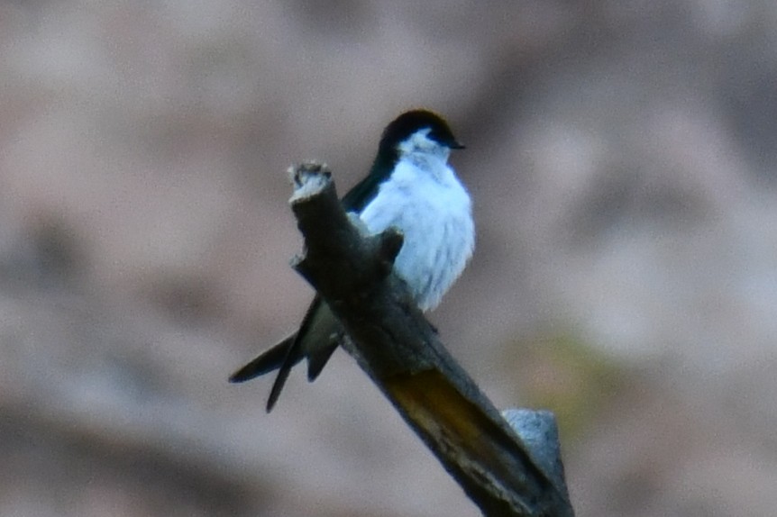 Violet-green Swallow - ML638306158