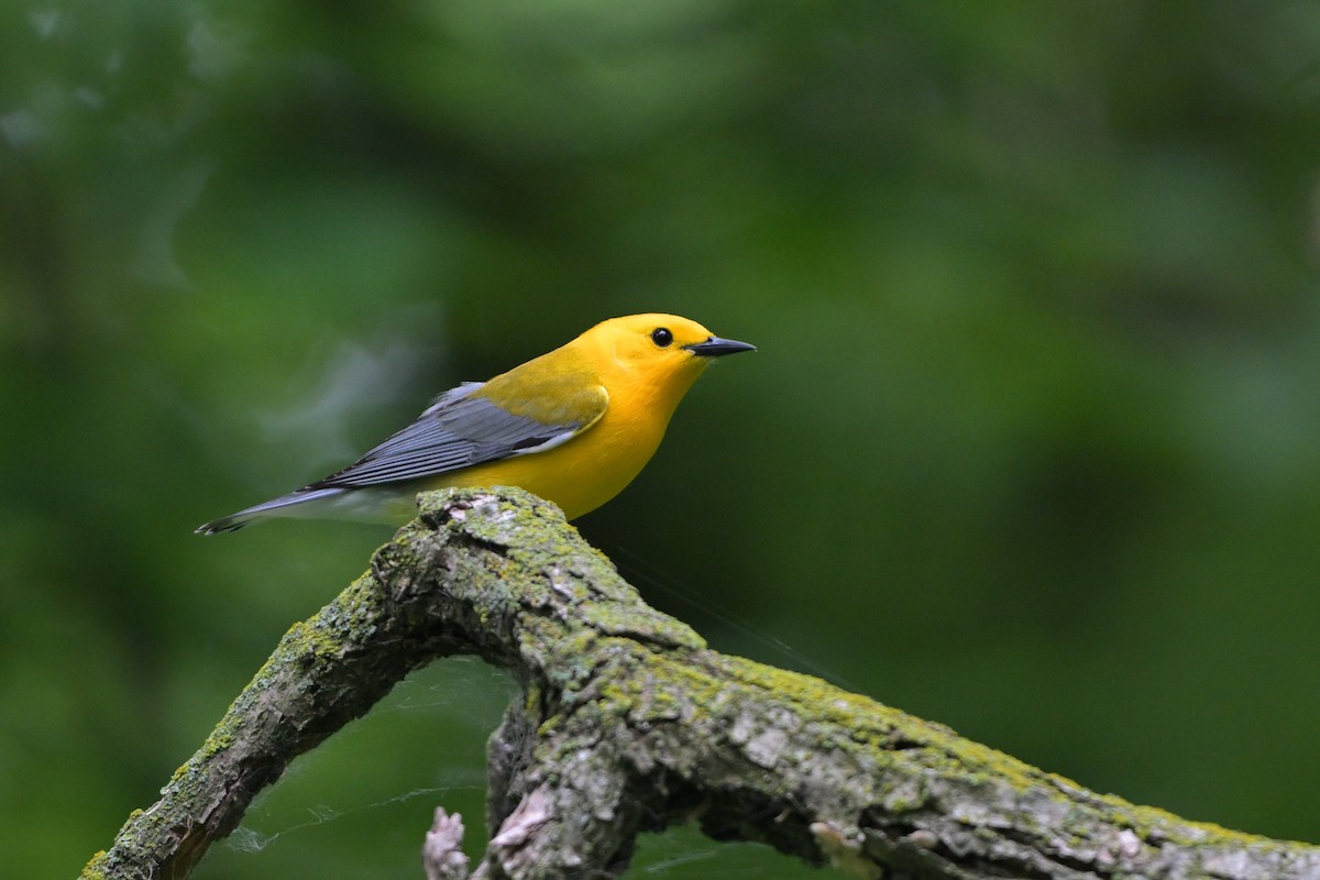 Prothonotary Warbler - ML638306161