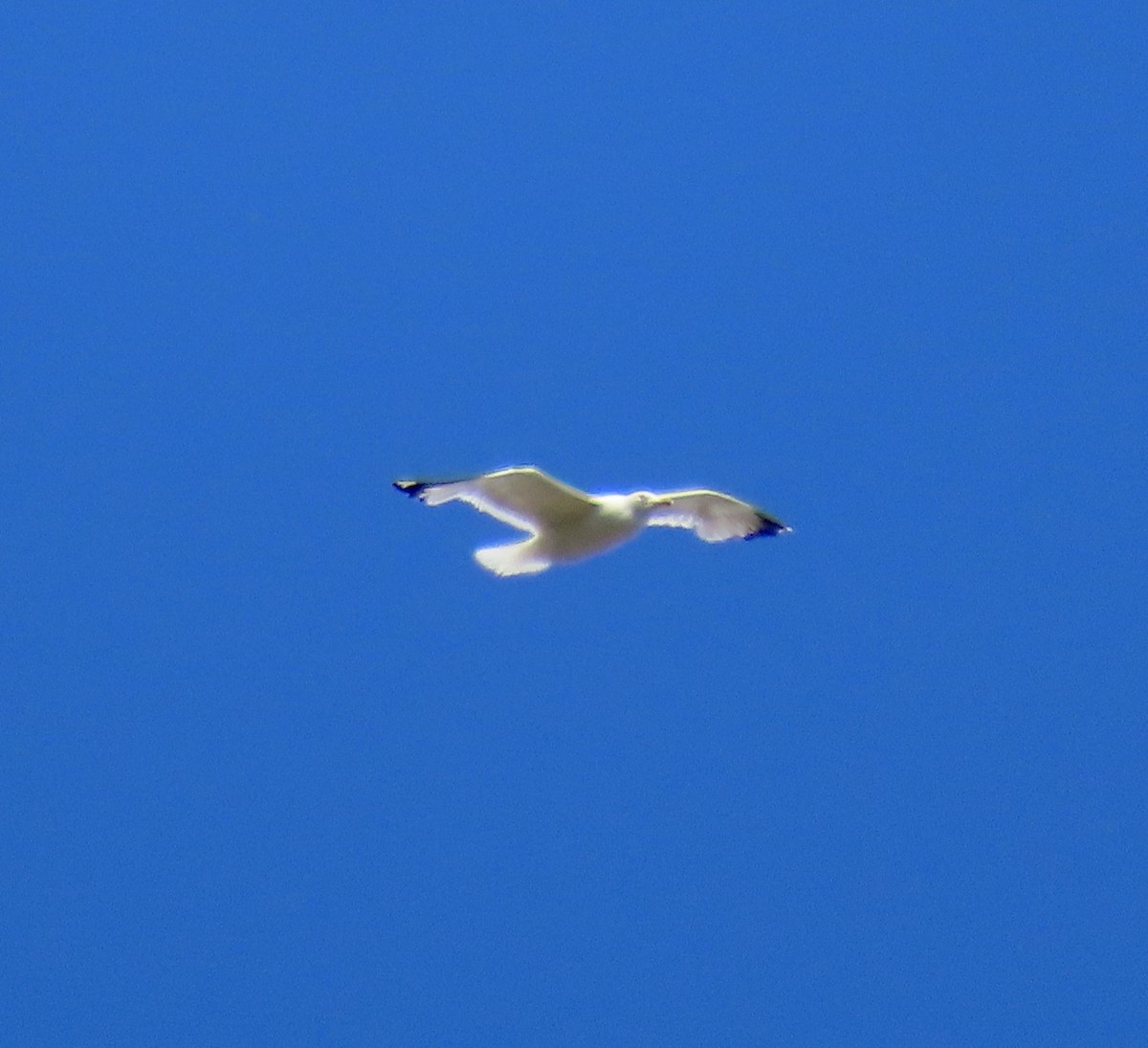 California Gull - ML638306163