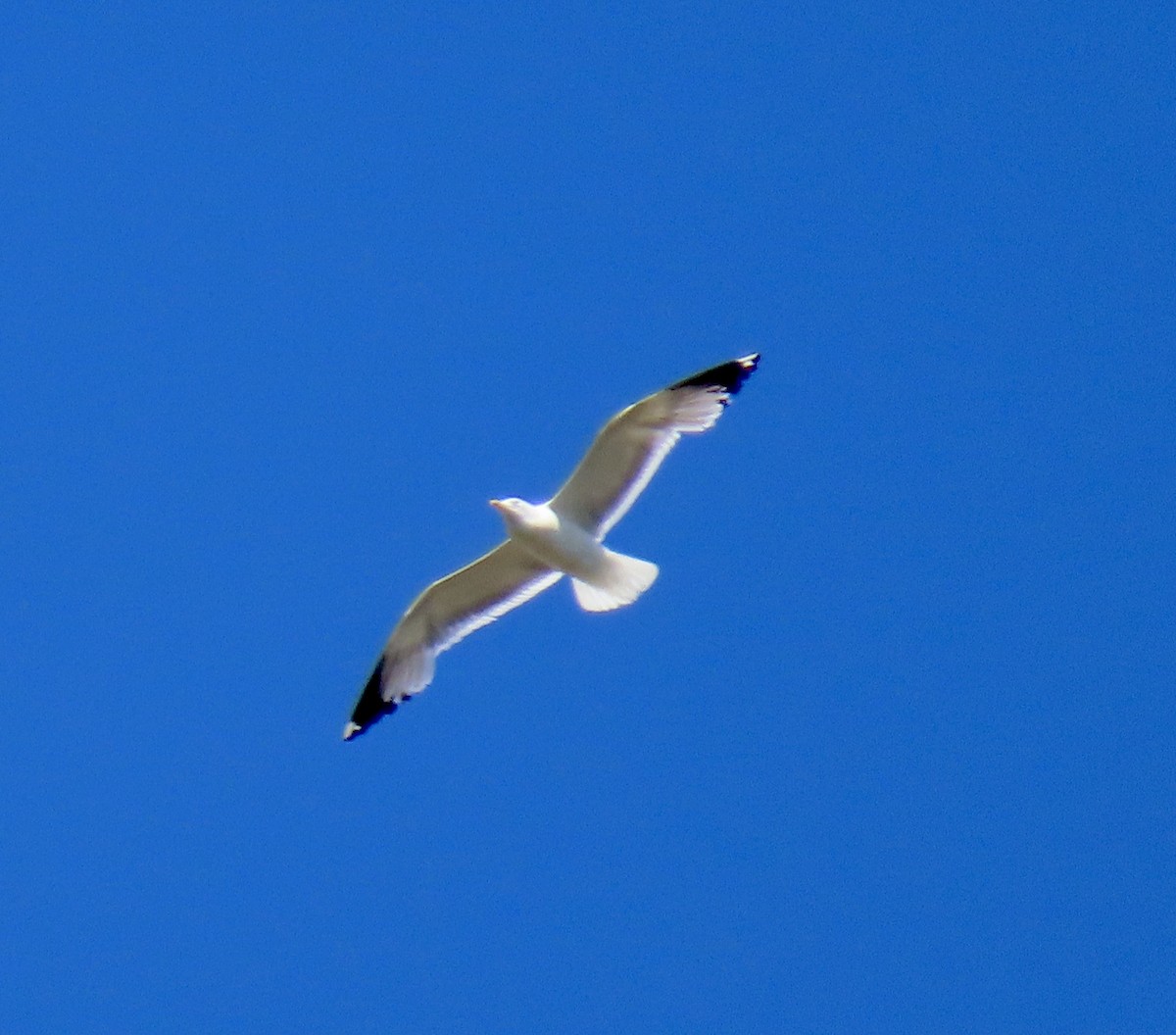 California Gull - ML638306164