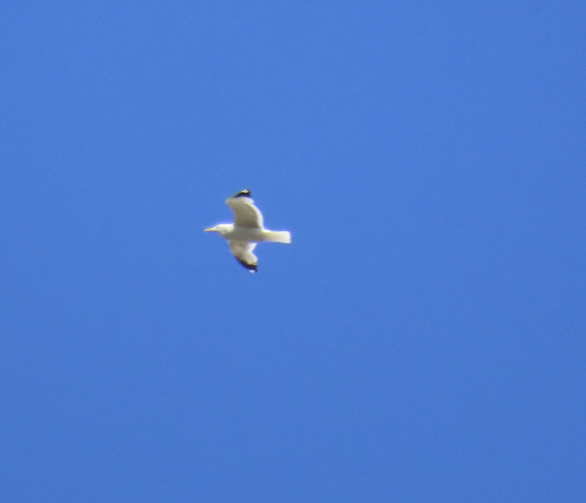 California Gull - ML638306165