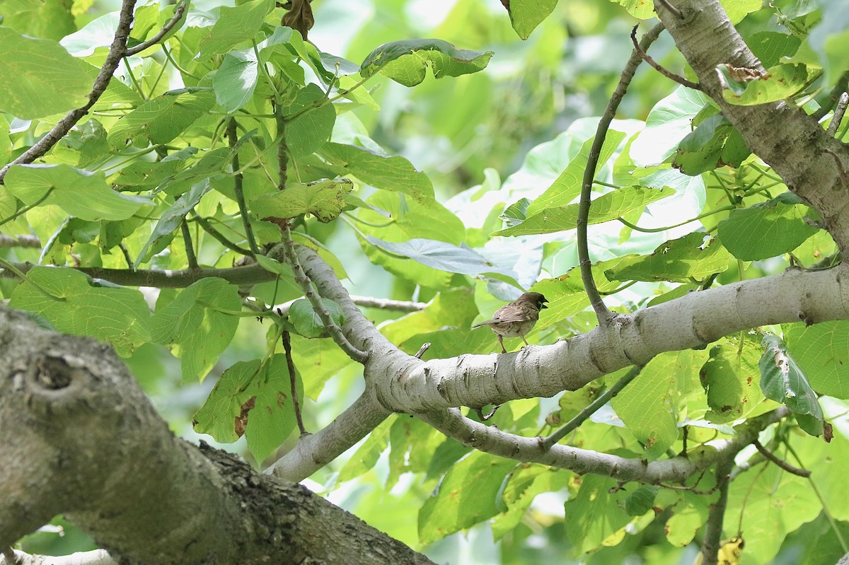 Eurasian Tree Sparrow - ML638306167