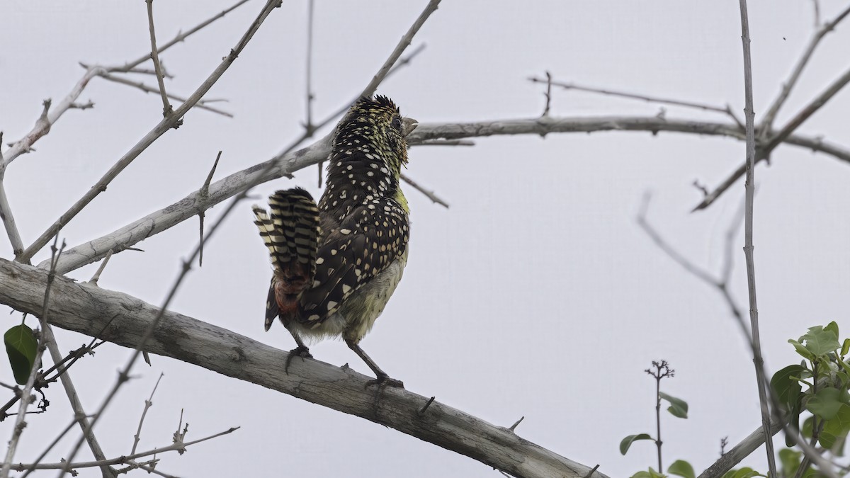 D'Arnaud's Barbet (D'Arnaud's) - ML638306168