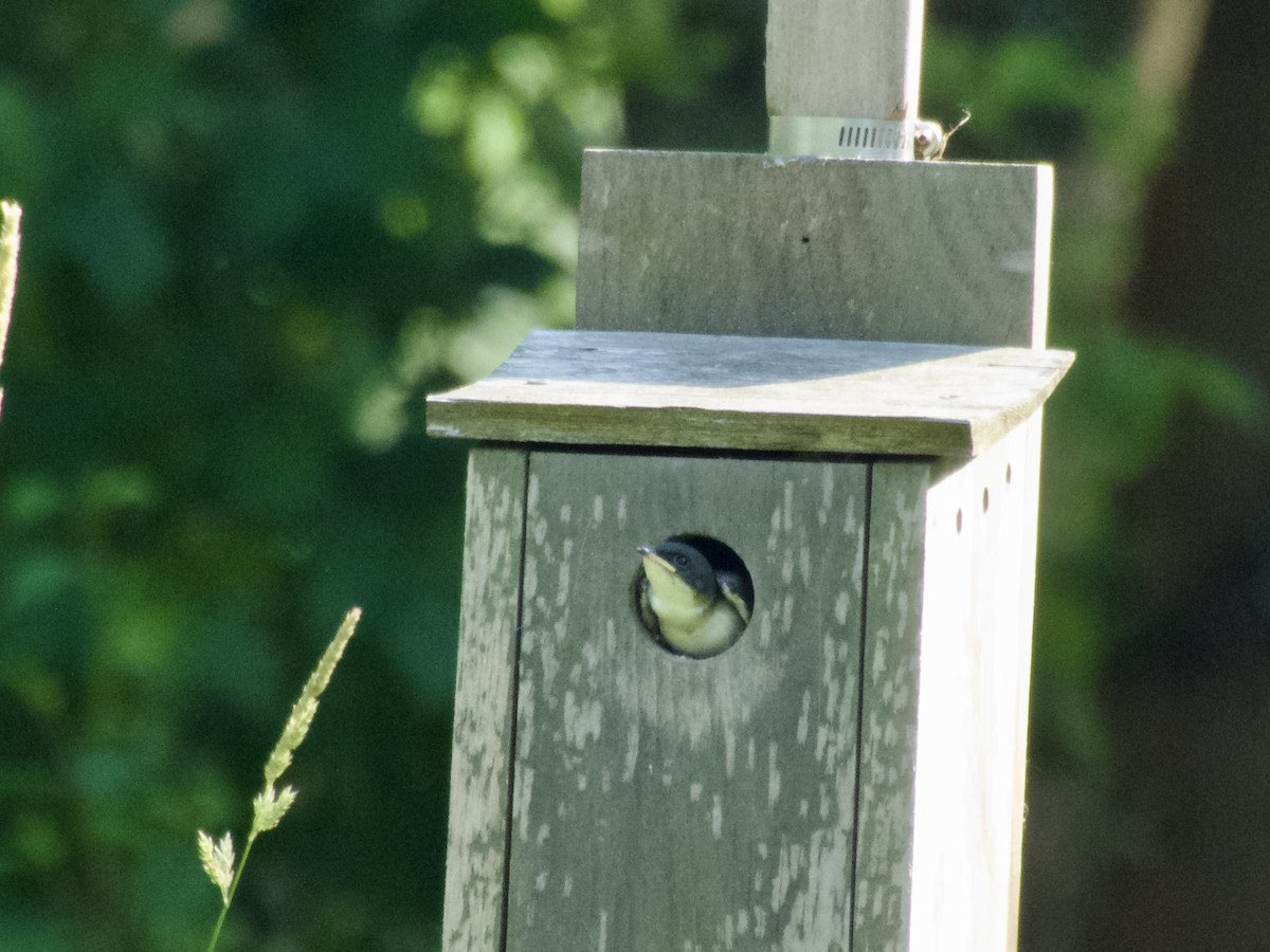 Tree Swallow - ML638306169