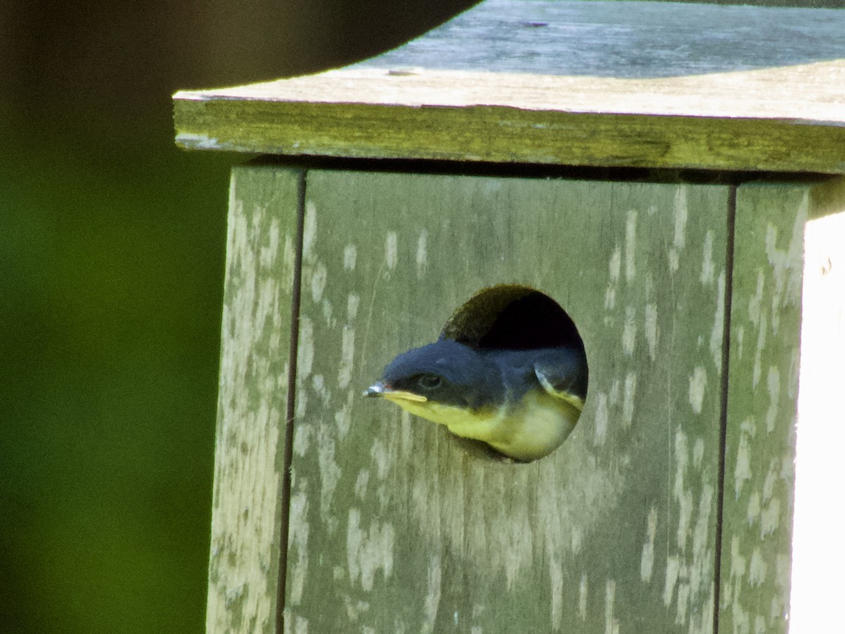 Tree Swallow - ML638306170
