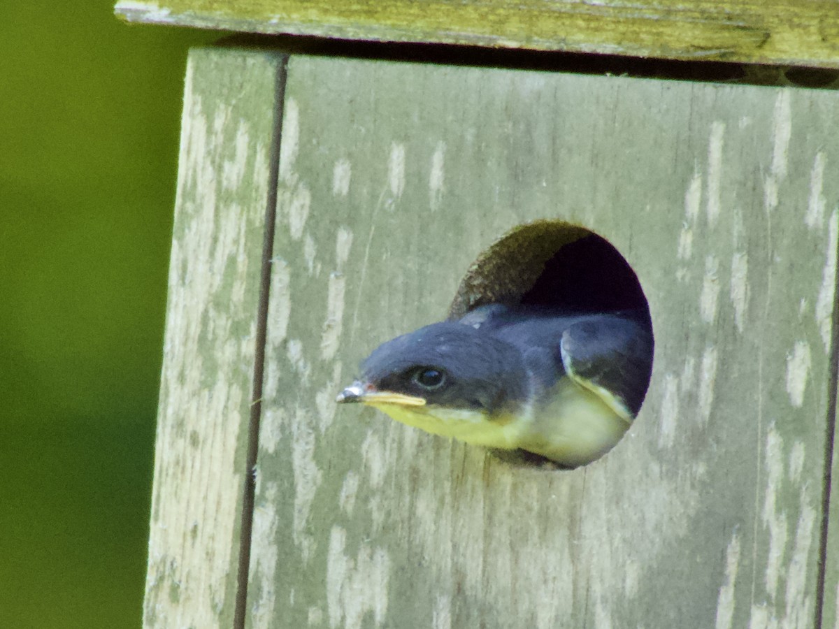 Tree Swallow - ML638306171