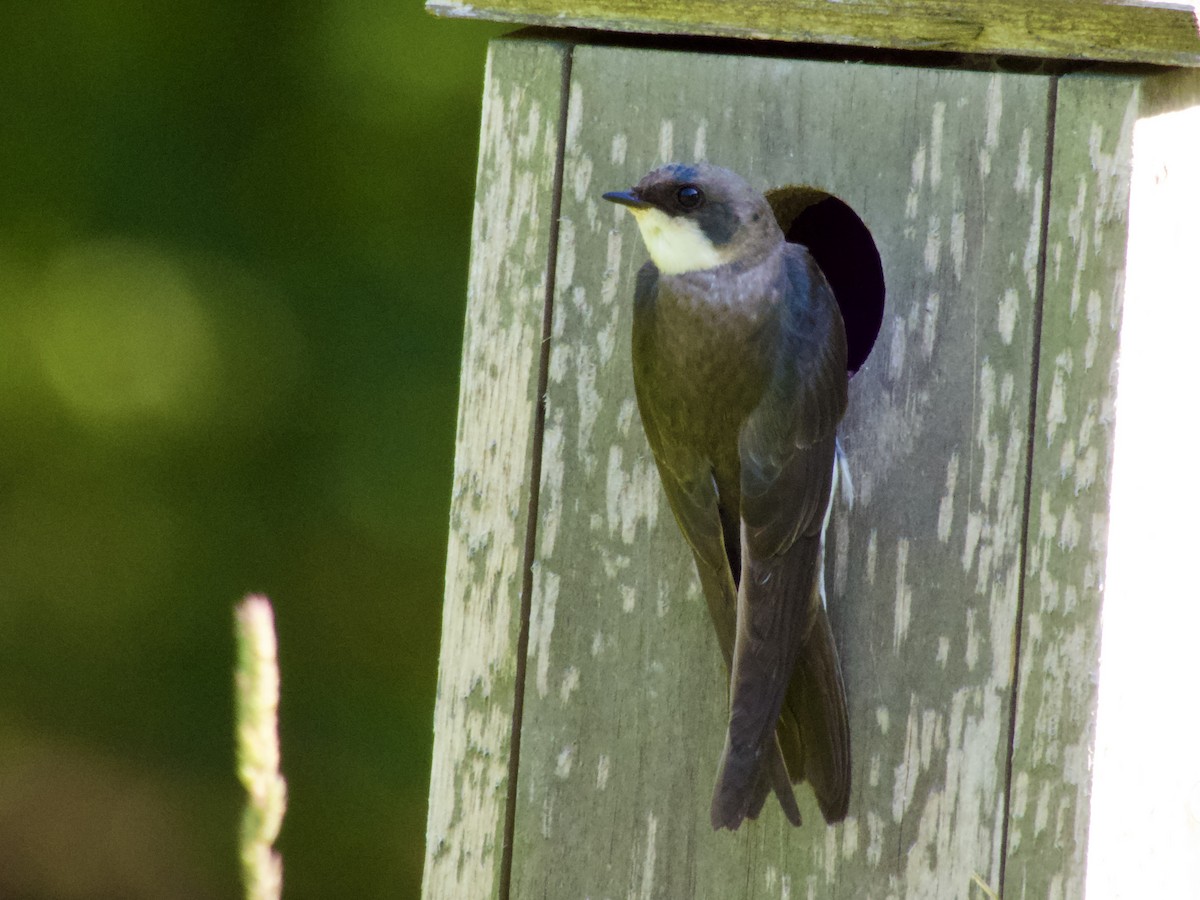Tree Swallow - ML638306173