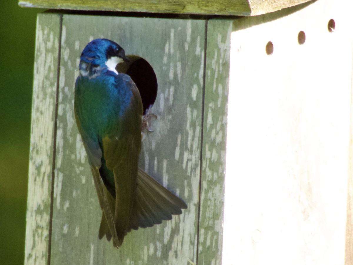 Tree Swallow - ML638306174