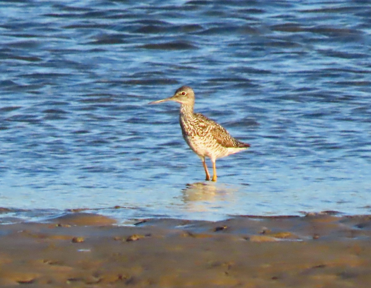 Greater Yellowlegs - ML638306176