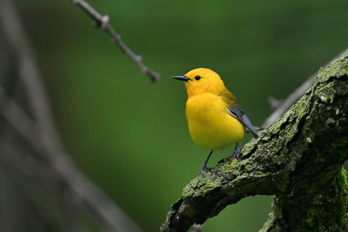 Prothonotary Warbler - ML638306178