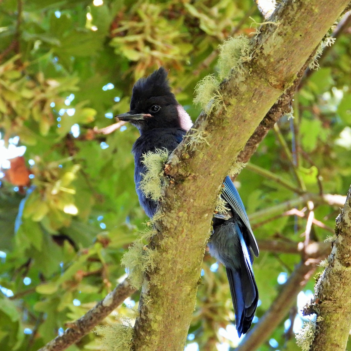 Steller's Jay - ML638306180