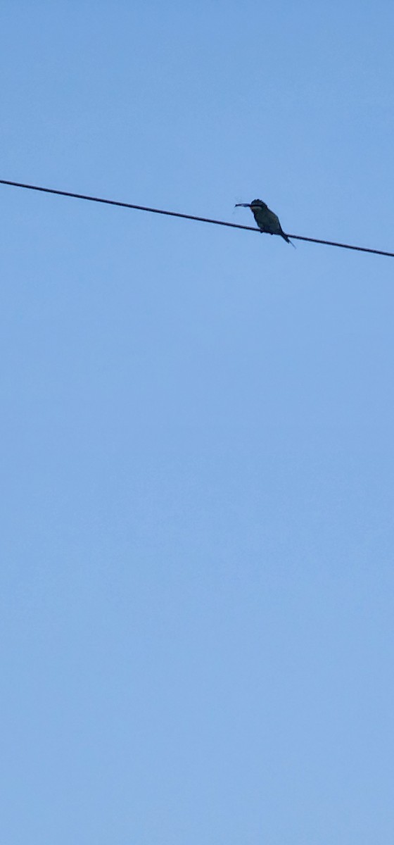 Blue-cheeked Bee-eater - ML638306185