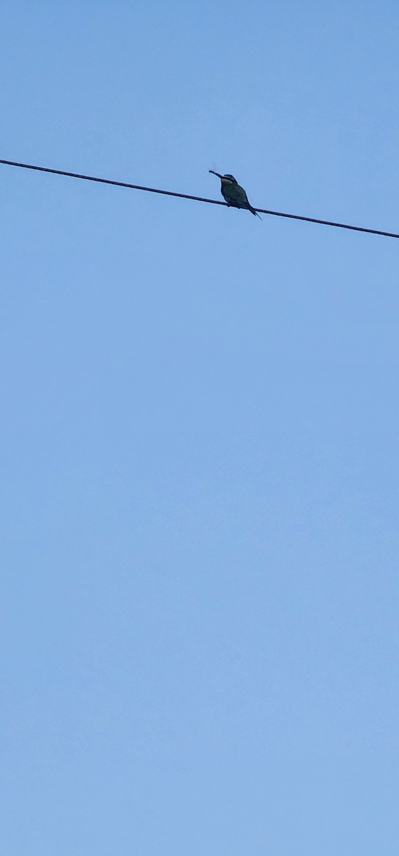 Blue-cheeked Bee-eater - ML638306186