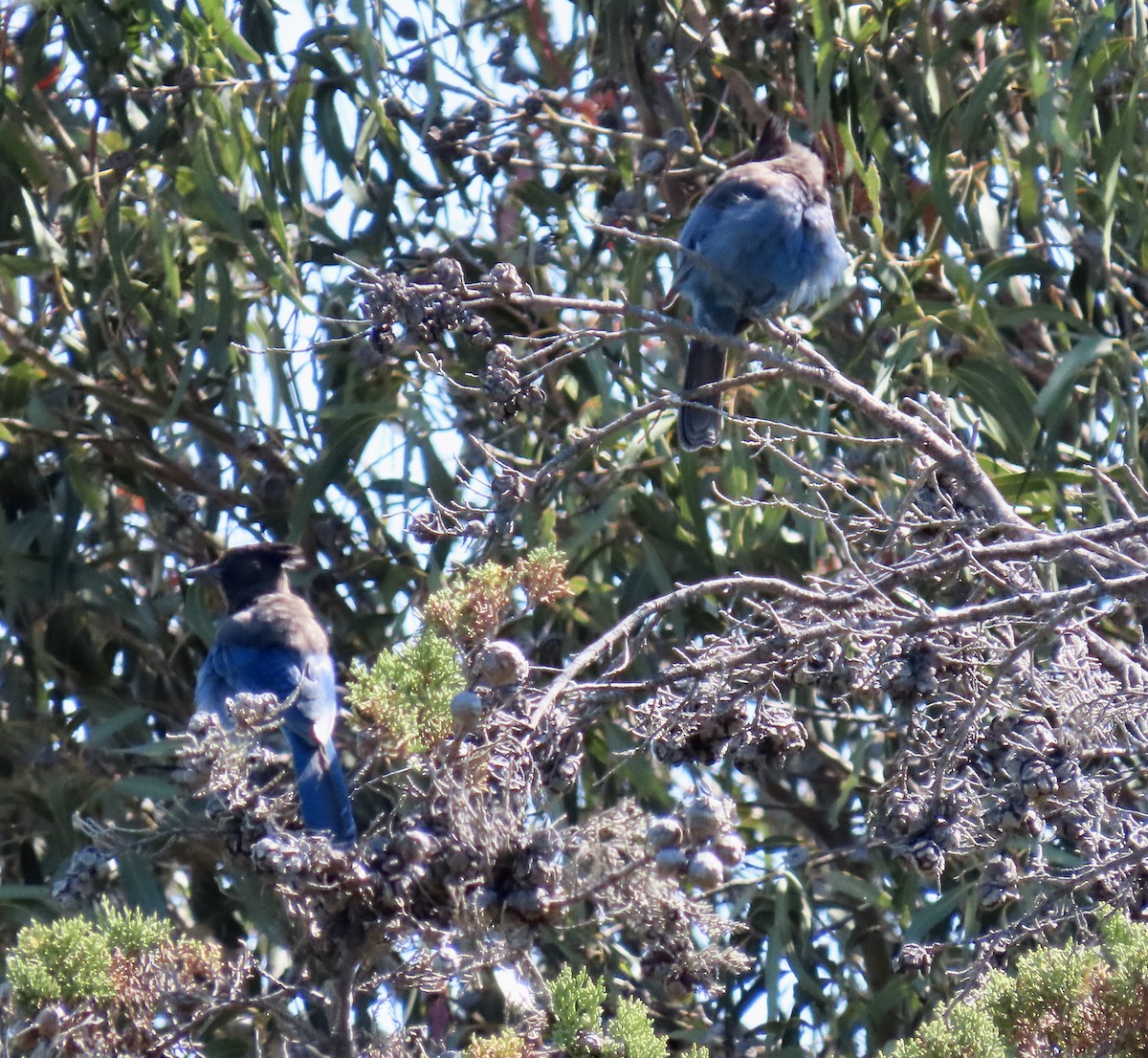 Steller's Jay - ML638306187