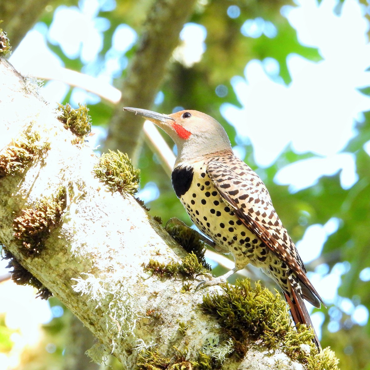 Northern Flicker (Red-shafted) - ML638306189