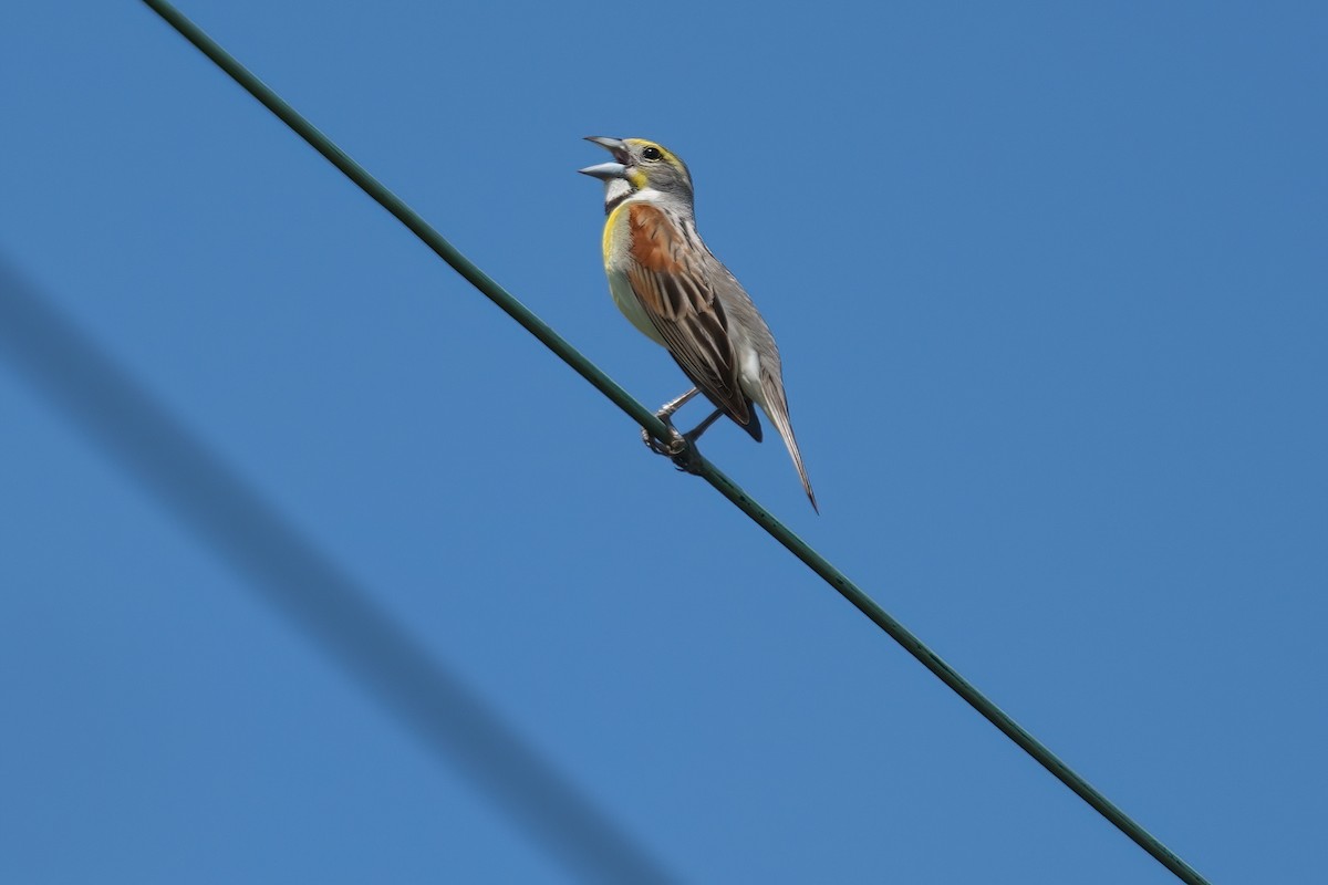 Dickcissel - ML638306191