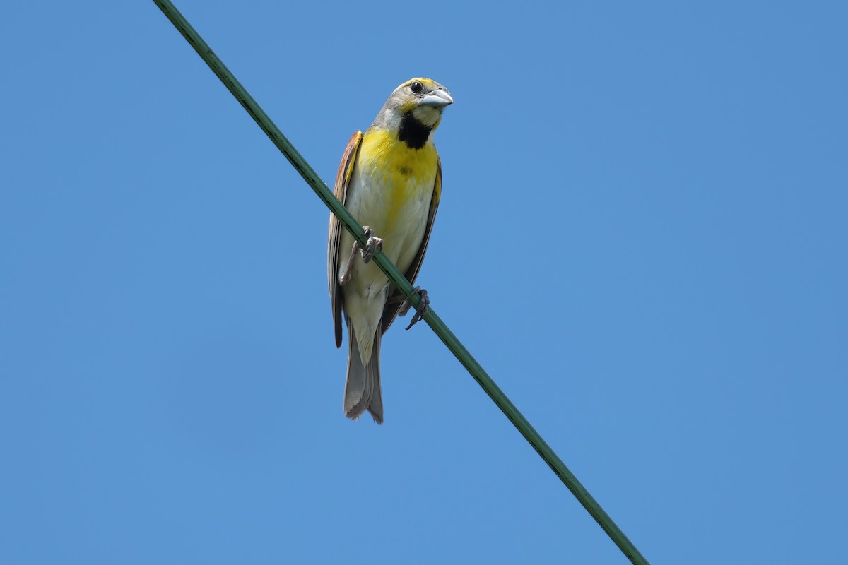 Dickcissel - ML638306192