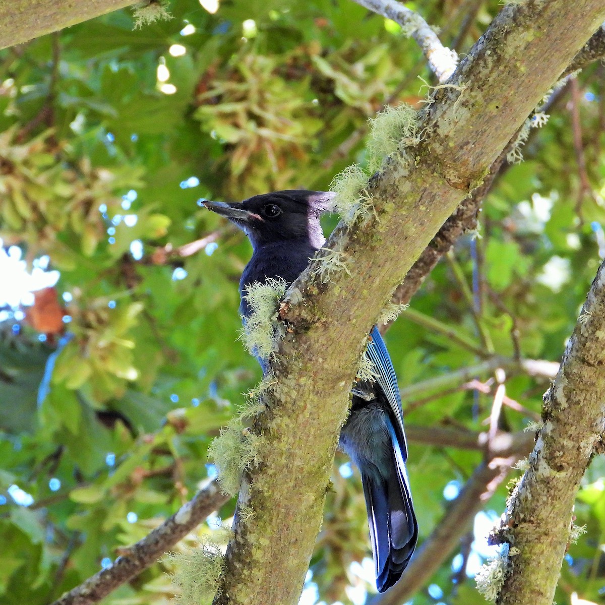 Steller's Jay - ML638306193