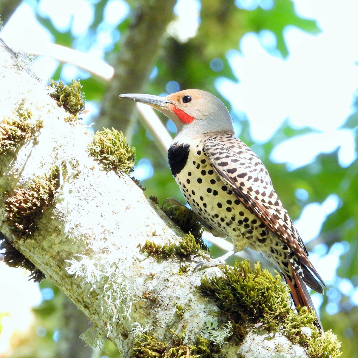 Northern Flicker (Red-shafted) - ML638306196