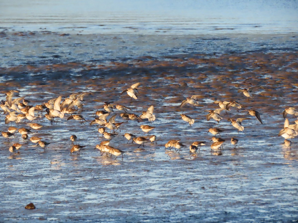 Western Sandpiper - ML638306197