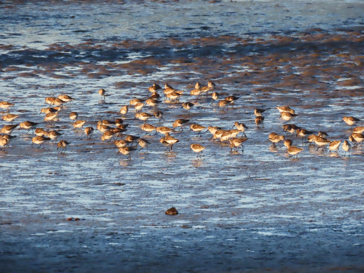 Western Sandpiper - ML638306198
