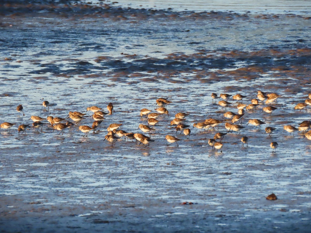Western Sandpiper - ML638306199