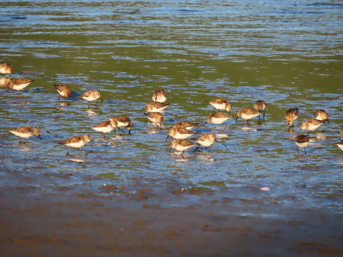 Western Sandpiper - ML638306200
