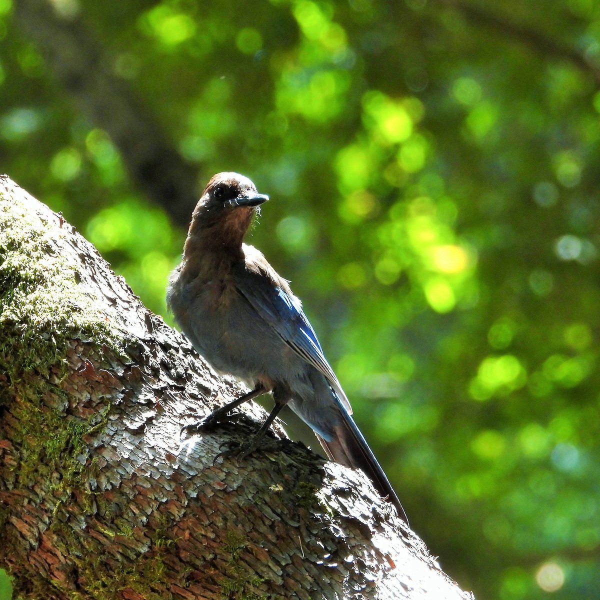 Steller's Jay - ML638306201
