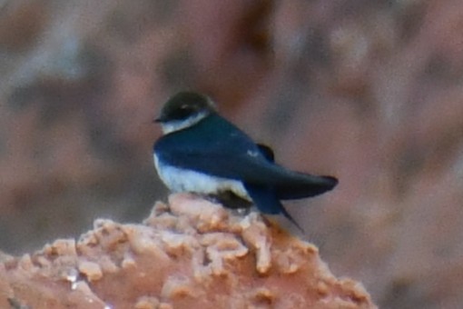 Violet-green Swallow - ML638306208