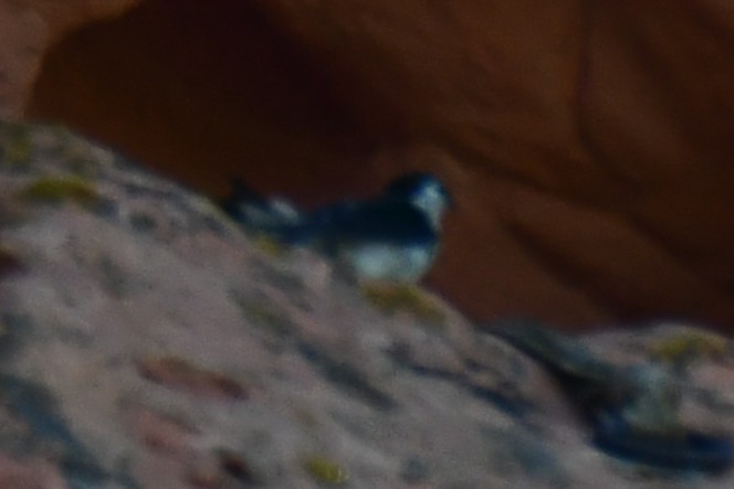 Violet-green Swallow - ML638306209