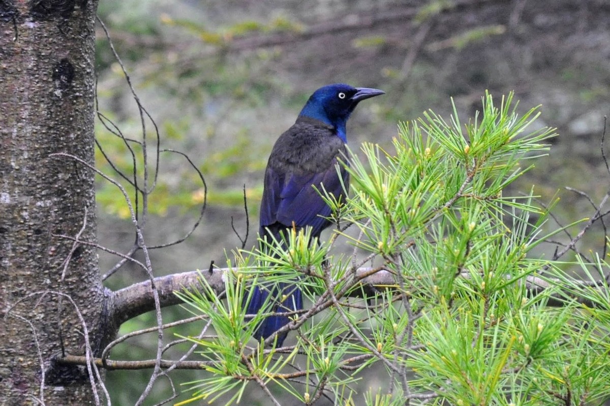 Common Grackle - ML638306212