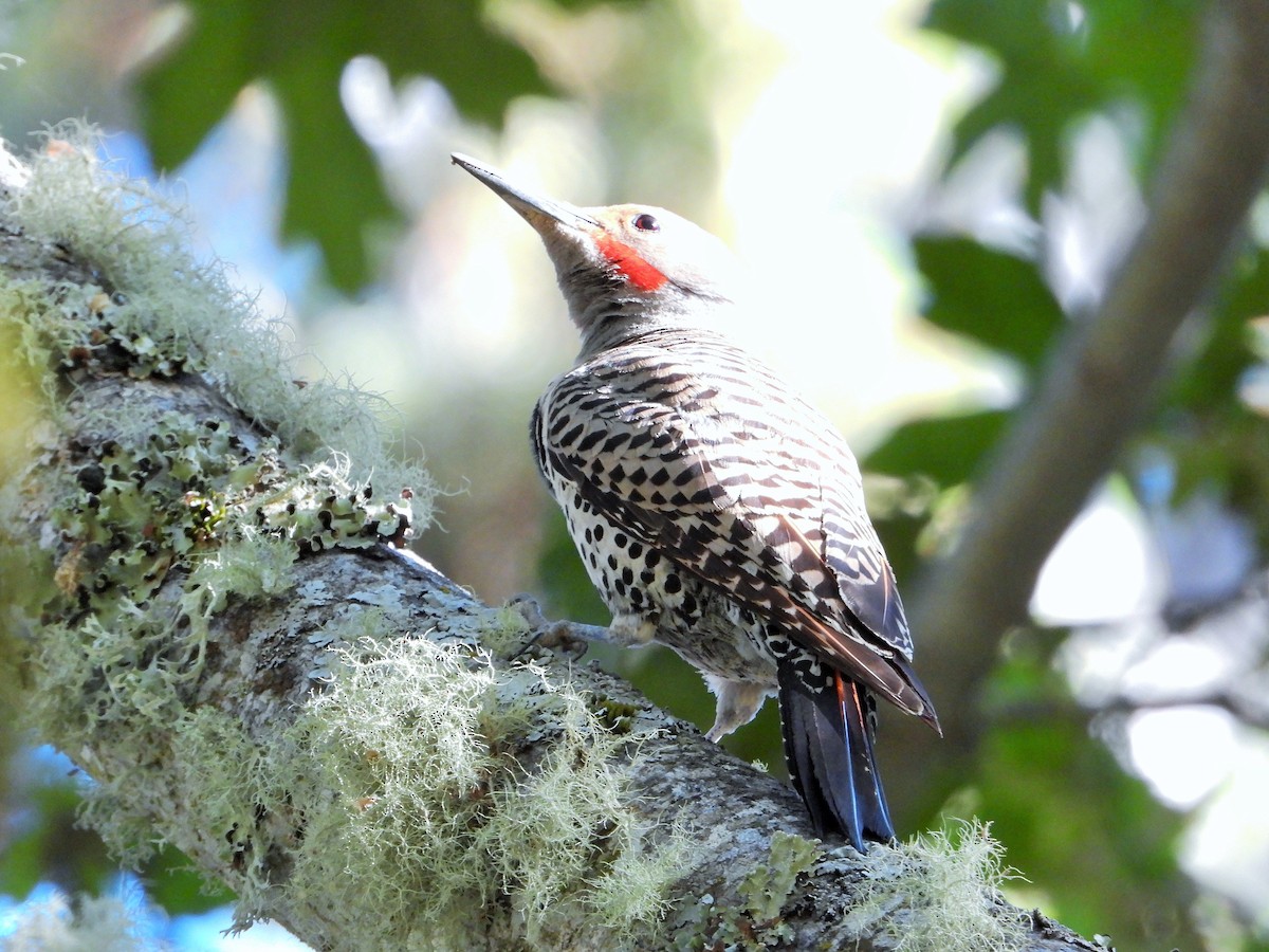 Northern Flicker (Red-shafted) - ML638306215